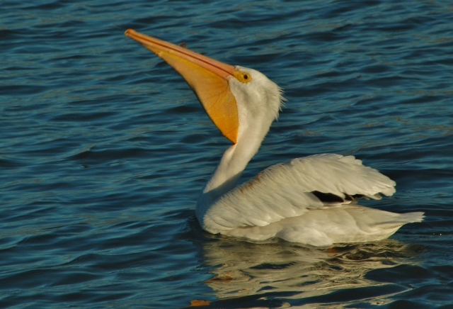 white pelican